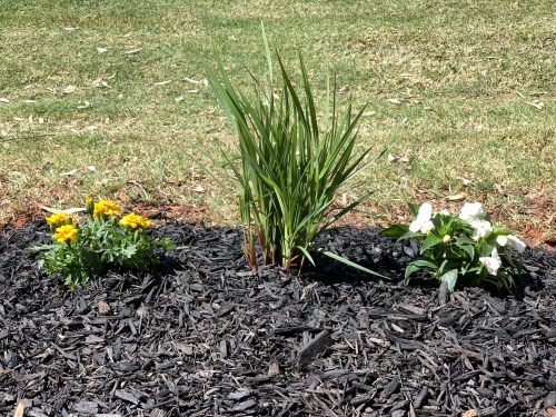 Black Colour Mulch