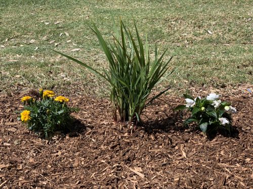 Bush Mulch