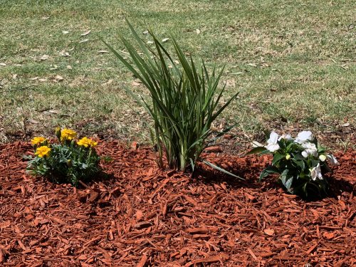 Red Colour Mulch